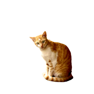 A Ginger Cat Sits Curiously On A City Balcony'S Edge, Showcasing Its Natural Beauty. 13558 - Cat PNG image with transparent background